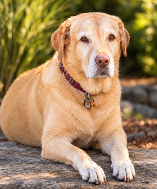 Willow Mae, a yellow Labrador with a gray muzzle, resting outdoors on a stone surface.